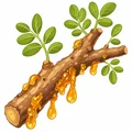 Boswellia resin